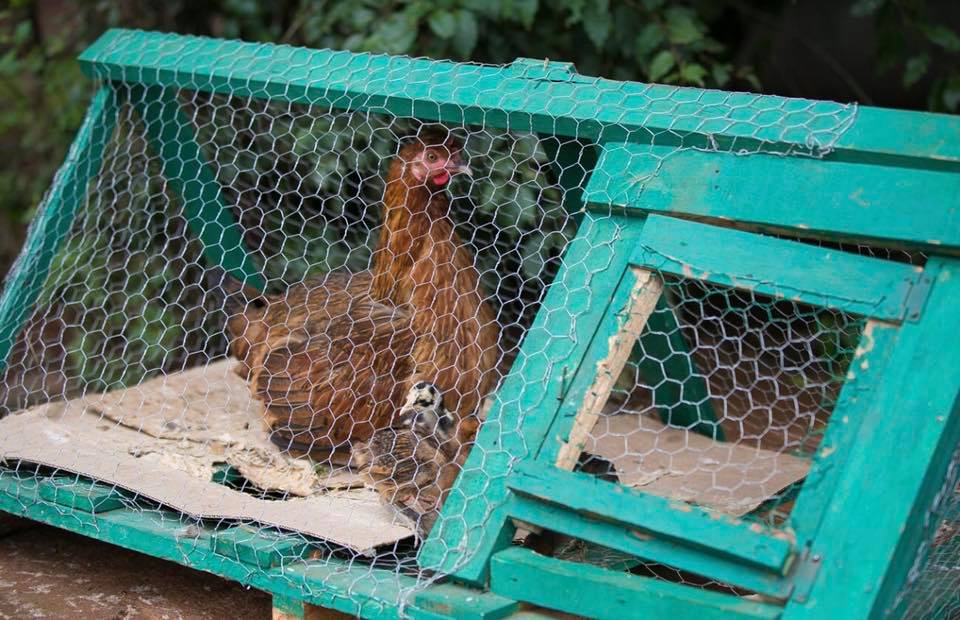 69013090_910388822672513_8859181165458751488_n